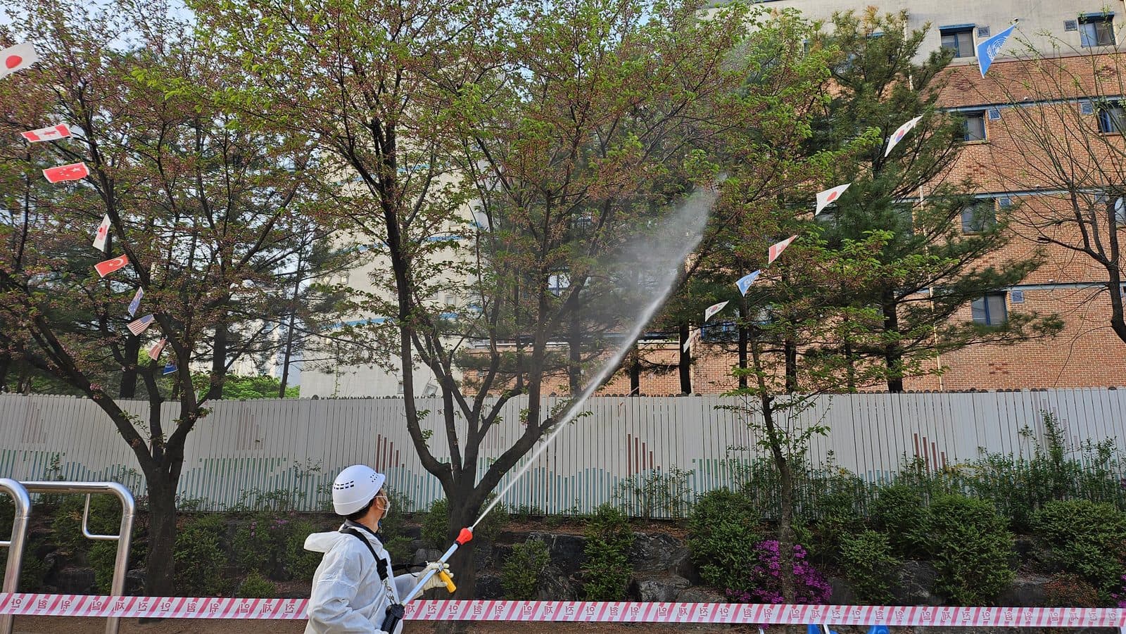늘푸른초등학교 운동장 펜스 옆 벚나무 수관으로 약액을 살포하는 작업자