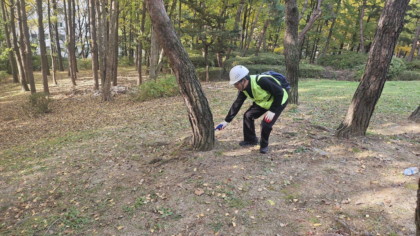 작업자가 몸을 숙여 파란 주입기를 소나무 밑동에 가져다 대고 있다. 등에 배낭을 메고 있다